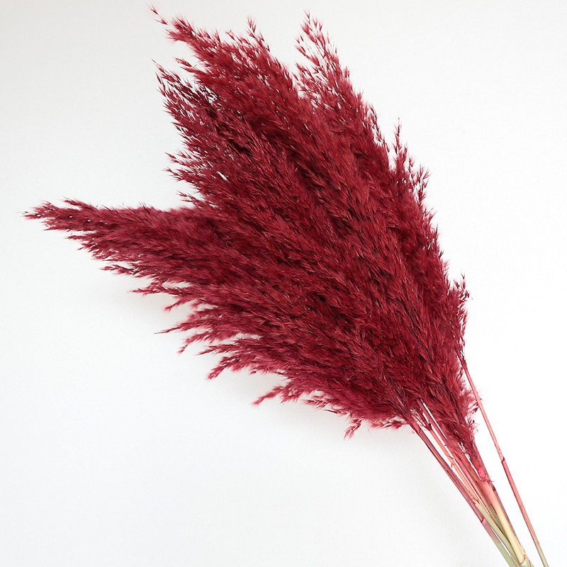 10 Piezas de Cañas Naturales C - Pampas Grass Decor reseña y precio